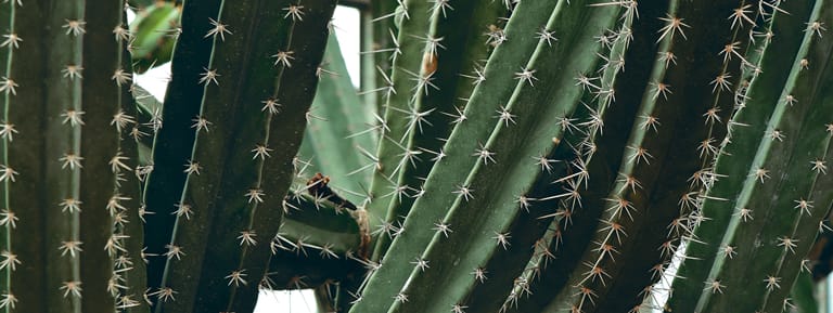 CACTUS